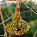 Outdoor Decorative Weaved Hanging Parrot Nest Houses anmatotostore